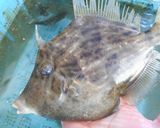 浜のかあちゃん直伝！マルハゲの煮付け作り方1写真