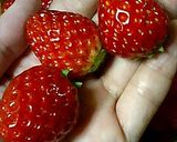 寒天いちごプリン作り方1写真