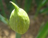 大好き♪ブツ切りネギのかき揚げ作り方3写真