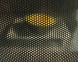 材料3つ★レンジで作るアボカドココット作り方3写真