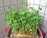 豆苗、三度目の収穫でお吸い物作り方1写真