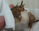 簡単時短！里芋の煮物風作り方2写真