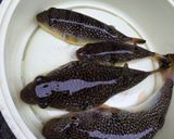 釣魚 ショウサイフグのカルパッチョ風作り方1写真