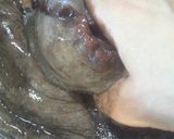 タコのゆで方作り方2写真