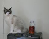 イチゴの自家製天然酵母作り方4写真