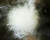 簡単！みんな大好きシンプルなコロッケ♪作り方11写真