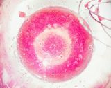 めちゃ簡単！おつまみにも！豆腐たらこ炒め作り方4写真