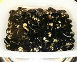 シジミの砂抜き★保存方法作り方1写真