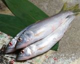ハスの山椒煮作り方1写真