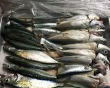 小魚の南蛮漬け作り方1写真