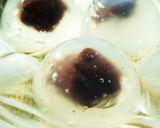 簡単！みんな大好きシンプルなコロッケ♪作り方13写真