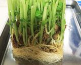豆苗の胡麻和え 簡単！作り方4写真
