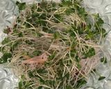 簡単★白身魚お刺身パックでカルパッチョ！作り方3写真