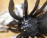洋菓子細工☆蜘蛛(タランチュラ)クッキー作り方12写真