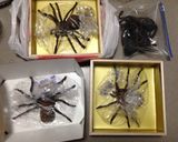 洋菓子細工☆蜘蛛(タランチュラ)クッキー作り方17写真