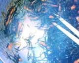 ❇簡単お惣菜です！細切り昆布煮❇作り方5写真