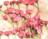 手作り♪桜の塩漬け作り方7写真
