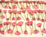 手作り♪桜の塩漬け作り方8写真
