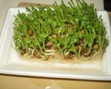 豆苗と牛肉の炒めもの作り方10写真