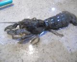 マジャク　下処理　と　唐揚げ!(^^)!作り方7写真