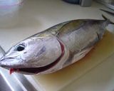 マグロの海苔巻き　タタキ風作り方4写真