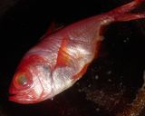 金目鯛の煮つけ作り方1写真