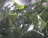 生わかめのしょうが醤油和え作り方1写真