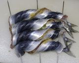 ガブリといって☆秋刀魚のじゃばら焼き☆作り方11写真