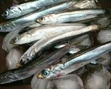 釣ったイワシをメザシ(干物)にしよう作り方8写真