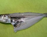 釣ったイワシをメザシ(干物)にしよう作り方11写真