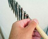 釣ったイワシをメザシ(干物)にしよう作り方14写真