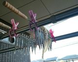 釣ったイワシをメザシ(干物)にしよう作り方15写真