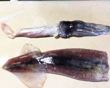 超カンタン！イカと里芋のにもの作り方1写真