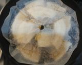 とろける＊厚切り豚バラビール焚き作り方5写真