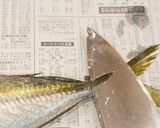 第1話 あじの磯辺揚げ作り方13写真