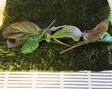 野菜海苔巻き♡作り方1写真