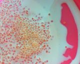 二分で完成♪簡単キャラメルソース作り方1写真