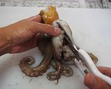 タコのさばき方作り方14写真