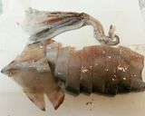 スルメイカと大根の煮物作り方3写真