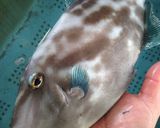 ナガハゲの刺身作り方1写真