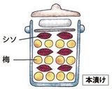 自家製梅干し作り方6写真