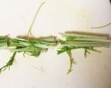 簡単！豆腐と水菜のごまポンがけ♪作り方5写真