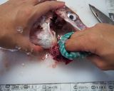 鯛のさばき方作り方12写真