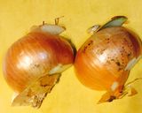 簡単裏技☆時短10秒で。玉ねぎの皮むき完了作り方2写真