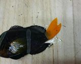 クマノミのグリル焼き(塩焼き)作り方1写真