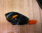 クマノミのグリル焼き(塩焼き)作り方2写真
