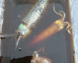 簡単アオリイカの沖漬け(釣った魚を料理)作り方1写真