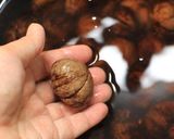 ふっくらつやつや　栗の渋皮煮作り方9写真