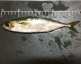 サバの塩焼きσ(^_^;)作り方3写真