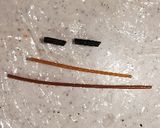 イースターにも！うずら卵のウサギちゃん作り方1写真
